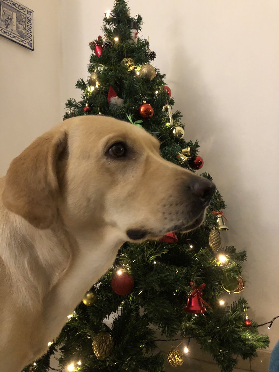 jheera77's tweet photo. @dog_rates @bestfriends @Trupanion Roger...making our tree look good! https://t.co/KjAFPQrBnT