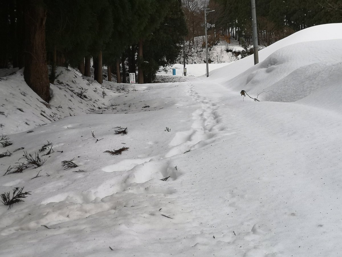 samegao77's tweet photo. 鮫ヶ尾城跡に来たのかそれとも釣り人か公園に続く足跡が続いていました
公園入口前にはタイヤの跡が沢山
今は駐車場まで車では行けませんよ😅
#妙高市 #斐太歴史の里 #hidarekishinosato #続日本100名城 #鮫ヶ尾城跡 #samegaocastle https://t.co/sDNiF9UUXS