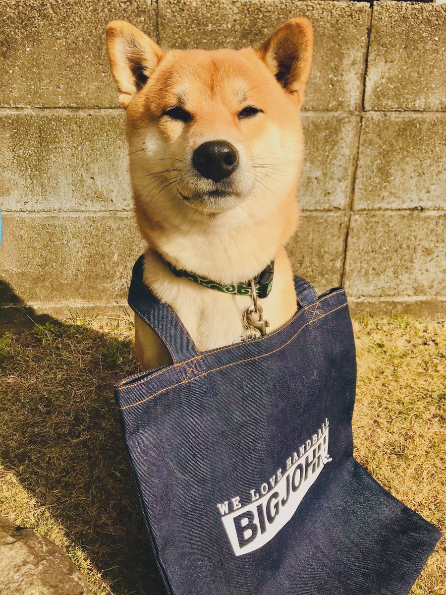 YanoSeven's tweet image. グッドモーニン サイキー！
上皇陛下お誕生日おめでとうございます🎂
レオも気持ちを引き締めて、はたを楽にする為、働こうと思い、このバッグを持って何か始めてみようかと思いましたが、お外は誘惑が多すぎて自信がありません
まずは顔だけ気合い入れます
押忍っ！

#岡山デニムトートバッグ
#芝犬