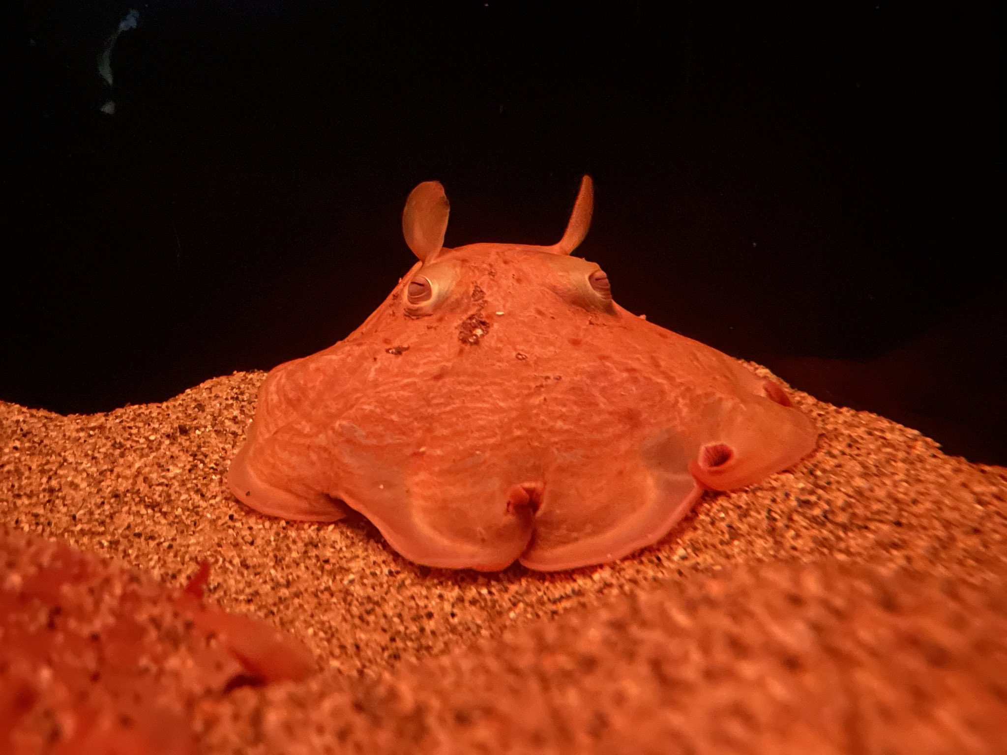 サンシャイン水族館 1月15日からスタートするサンシャイン水族館の深海企画展 ゾクゾク深海生物21 に先駆けて メンダコを展示しています 生物の状態により展示変更する場合がございます メンダコ 深海 T Co Uwqq5dptu2 Twitter