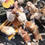 とてつもない天国？世界の名犬牧場は犬のキャバクラだったw