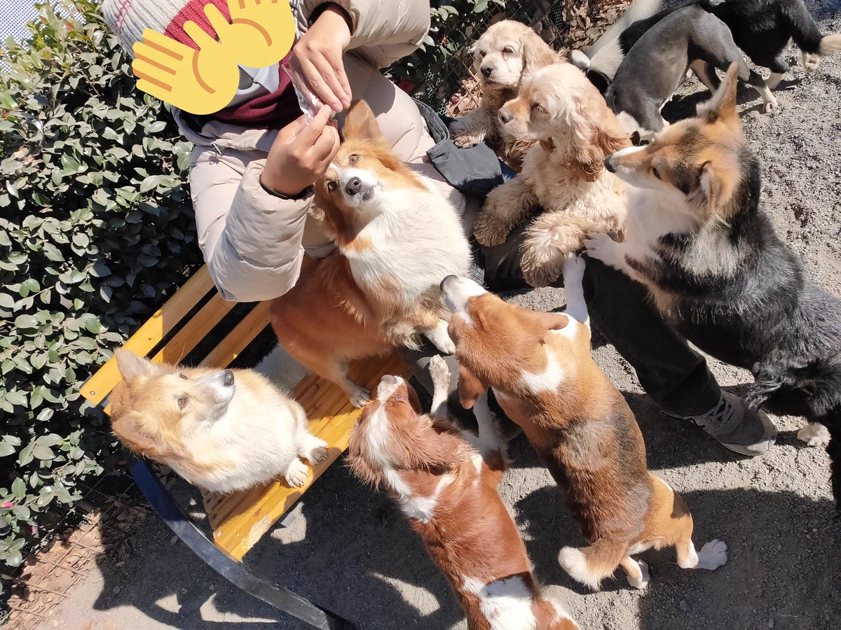 とてつもない天国？世界の名犬牧場は犬のキャバクラだったｗｗ