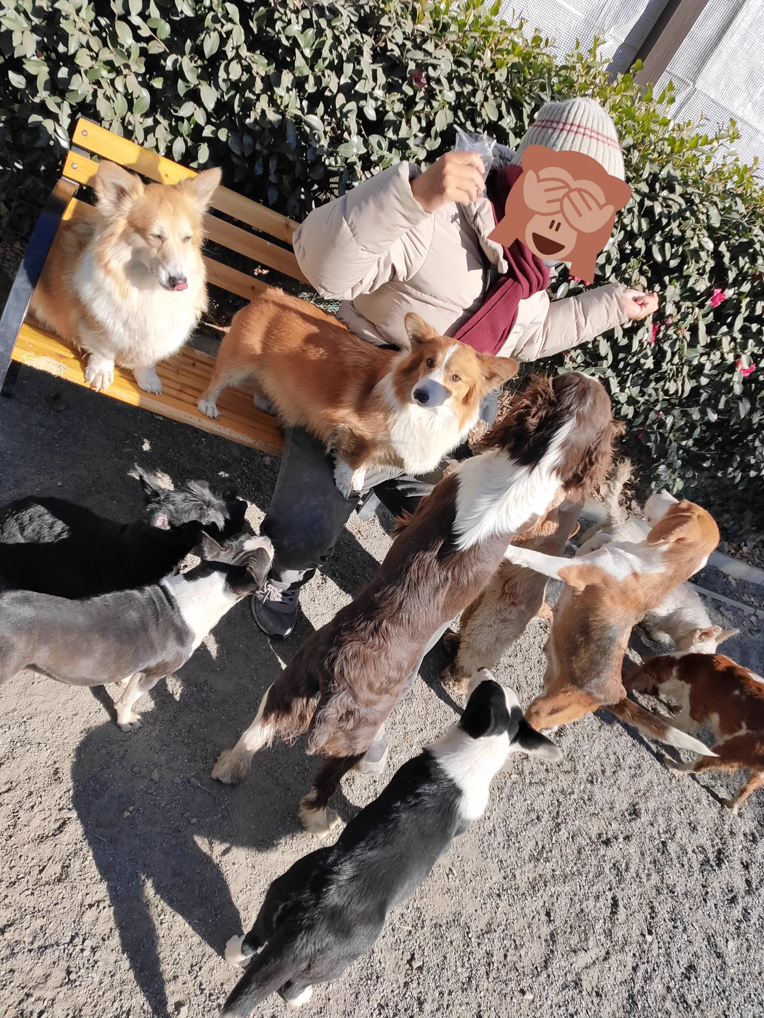 とてつもない天国？世界の名犬牧場は犬のキャバクラだったｗｗ