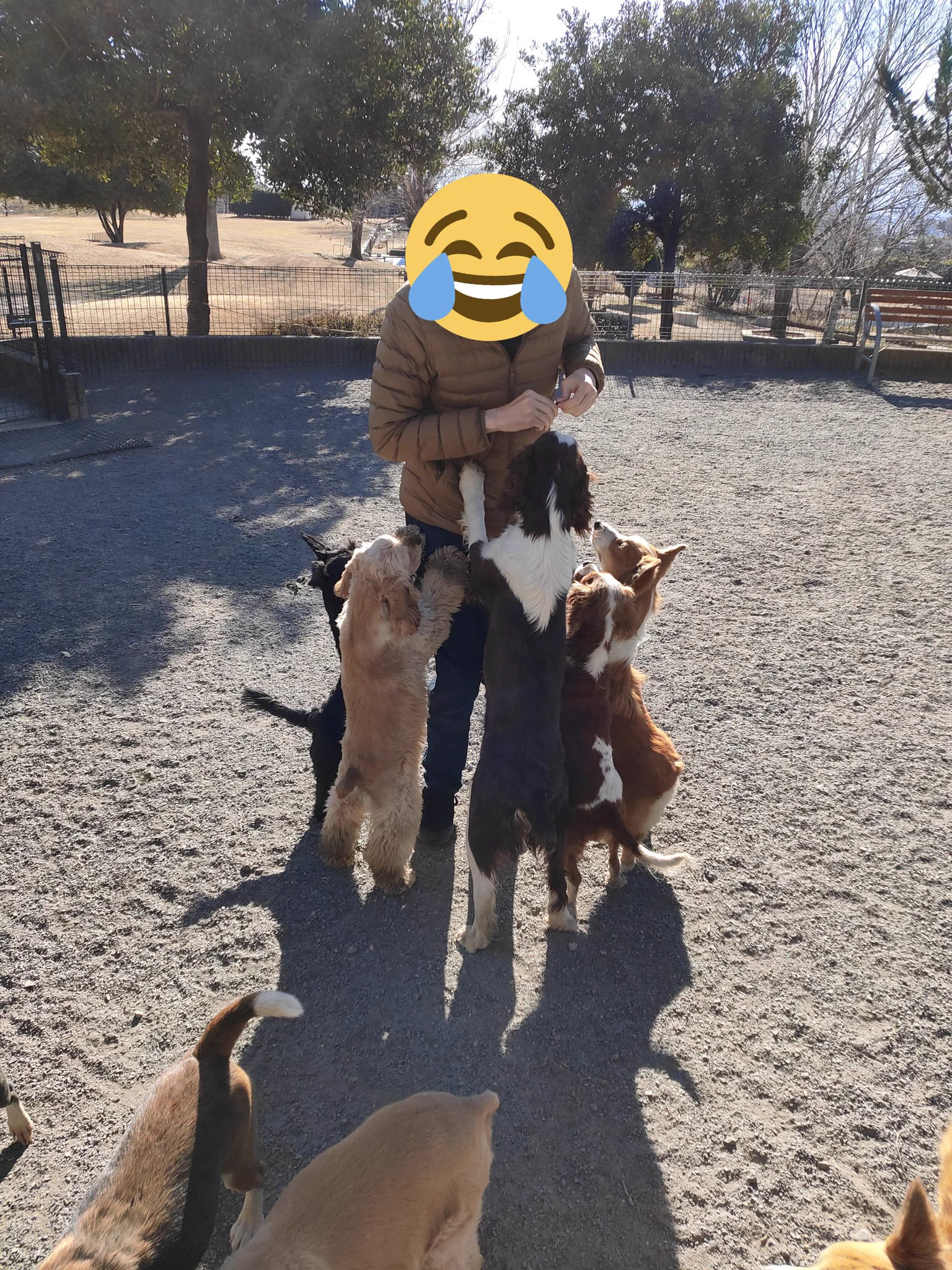とてつもない天国？世界の名犬牧場は犬のキャバクラだったｗｗ