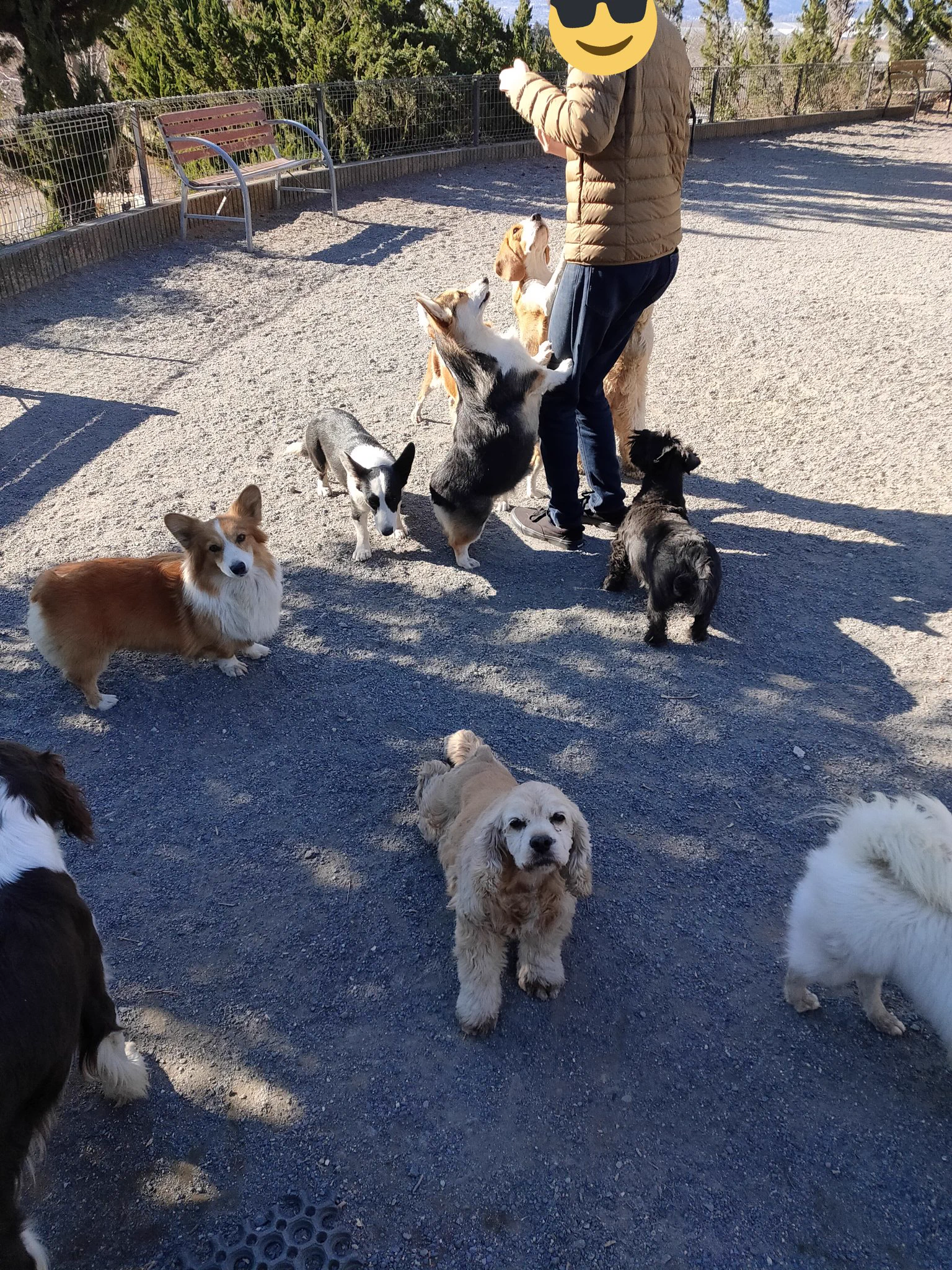 とてつもない天国？世界の名犬牧場は犬のキャバクラだったｗｗ