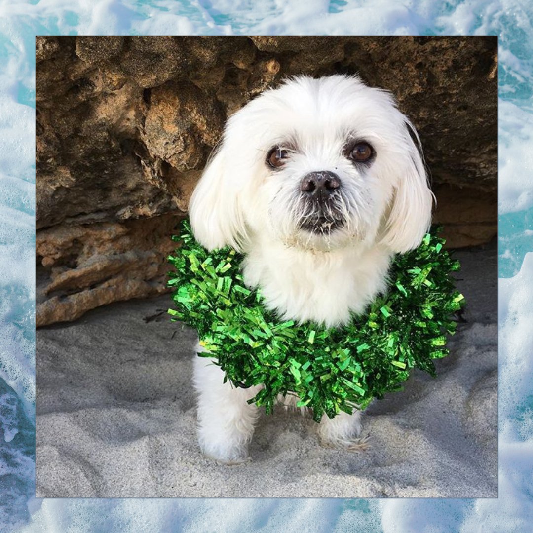 Clover Lewis Swim tweet media