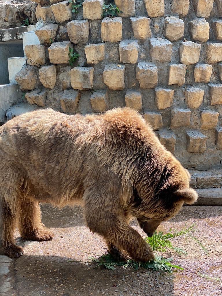 spar_pk's tweet photo. #freeRano court order today: relocate asap to 500 x larger adjacent space in Zoo, above ground, a "healthy" env - interim decision. A giant step. A relief. Closer to what she deserves https://t.co/2FN4PQYCIY @SindhGovt1 @SindhCMHouse @sindhwildlife @AseefaBZ @BBhuttoZardari https://t.co/jdWJlDzuEM