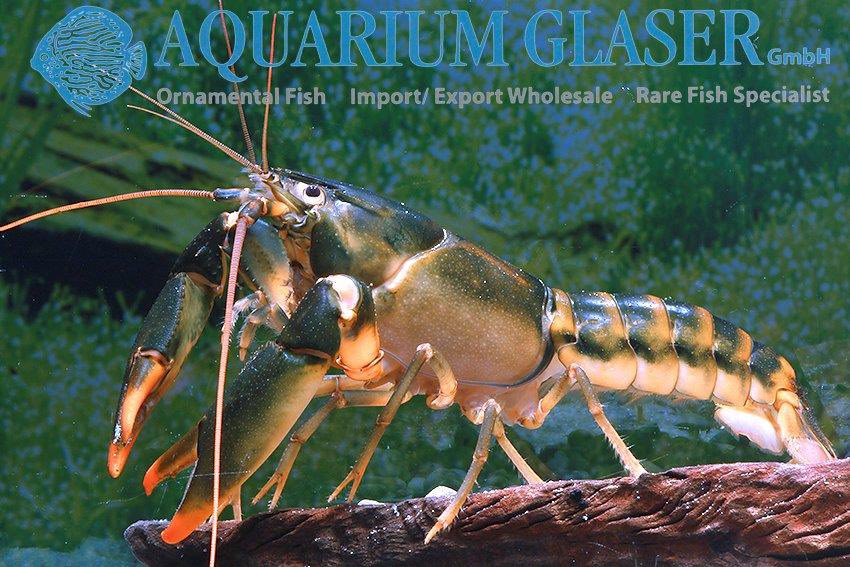 aquariumglaser's tweet photo. #Cherax #snowden
find more details and pics @ https://t.co/kgExUnuDLM https://t.co/gjFMJwzYqE