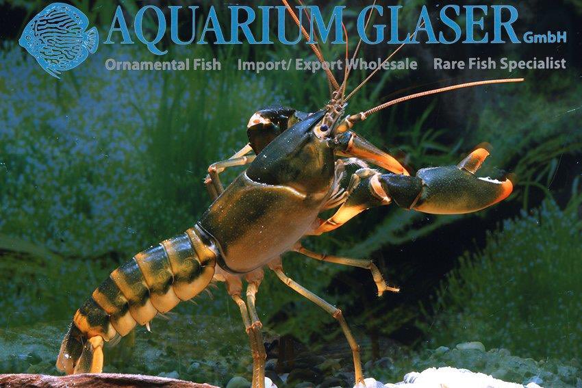 aquariumglaser's tweet photo. #Cherax #snowden
find more details and pics @ https://t.co/kgExUnuDLM https://t.co/gjFMJwzYqE