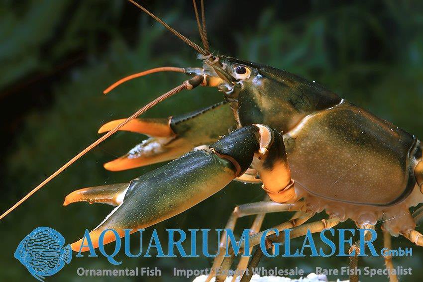 aquariumglaser's tweet photo. #Cherax #snowden
find more details and pics @ https://t.co/kgExUnuDLM https://t.co/gjFMJwzYqE