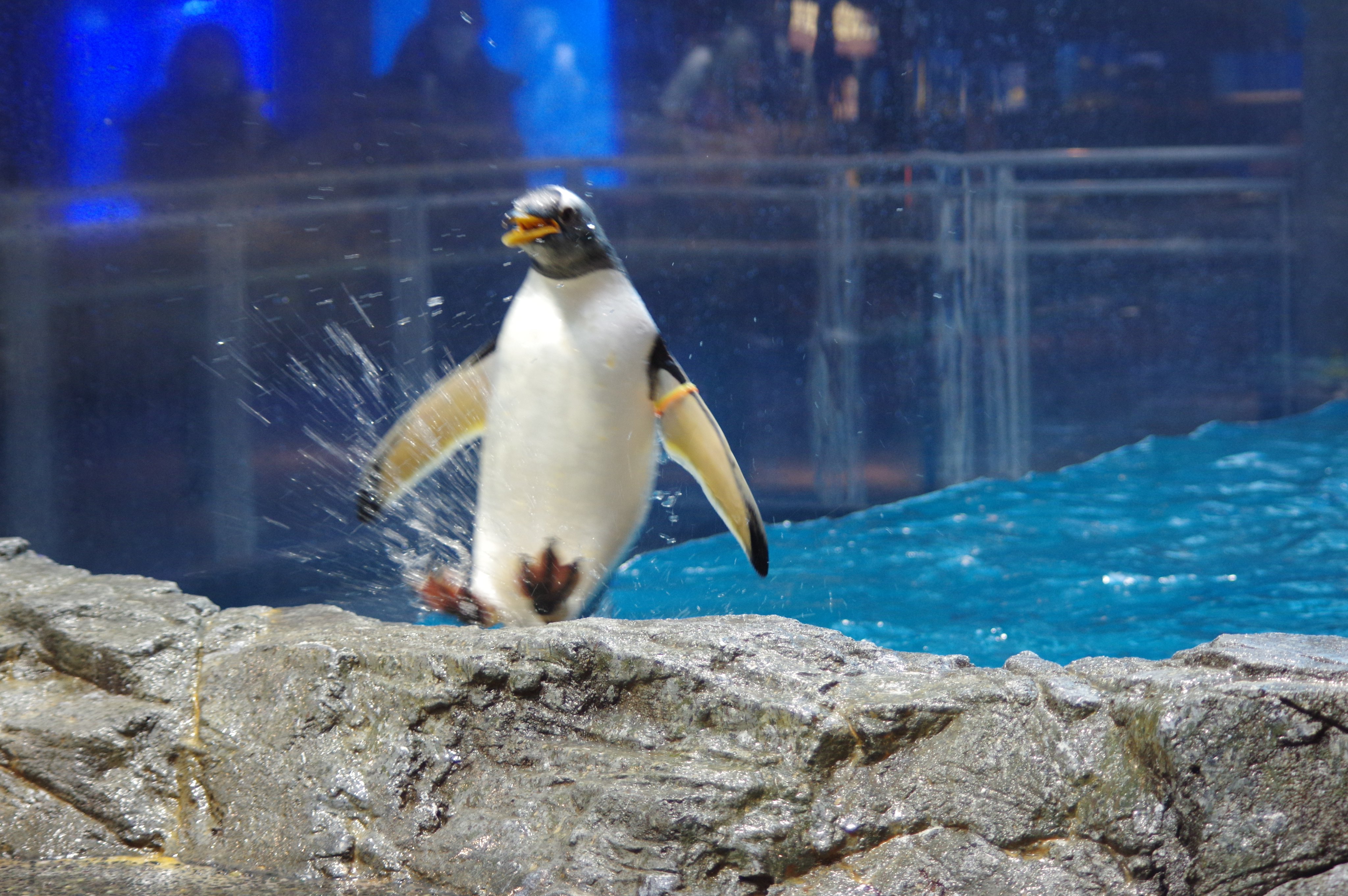 長崎ペンギン水族館 公式 ジェンツーペンギンのジャンプアップ ジェンツーペンギンは プール水面から直接ジャンプして上がってくることができます 長崎ペンギン水族館 ジェンツーペンギン ジャンプアップ 長崎 ペンギン 水族館 九州