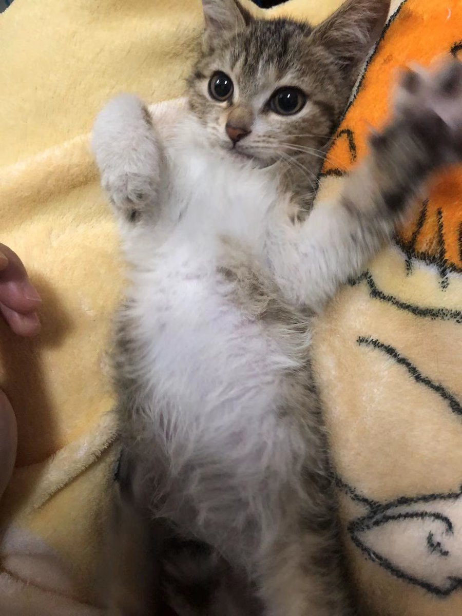 winnichen9's tweet photo. Rescued these three cats these 5 days.（my first time) Maybe it'll be the last time too. Already have cost more than $200 for them (now they're in the pet hospital). Found them in the neighborhood. Rescuing is not Easy! #rescuecat #cat https://t.co/ByrOmTl8LD