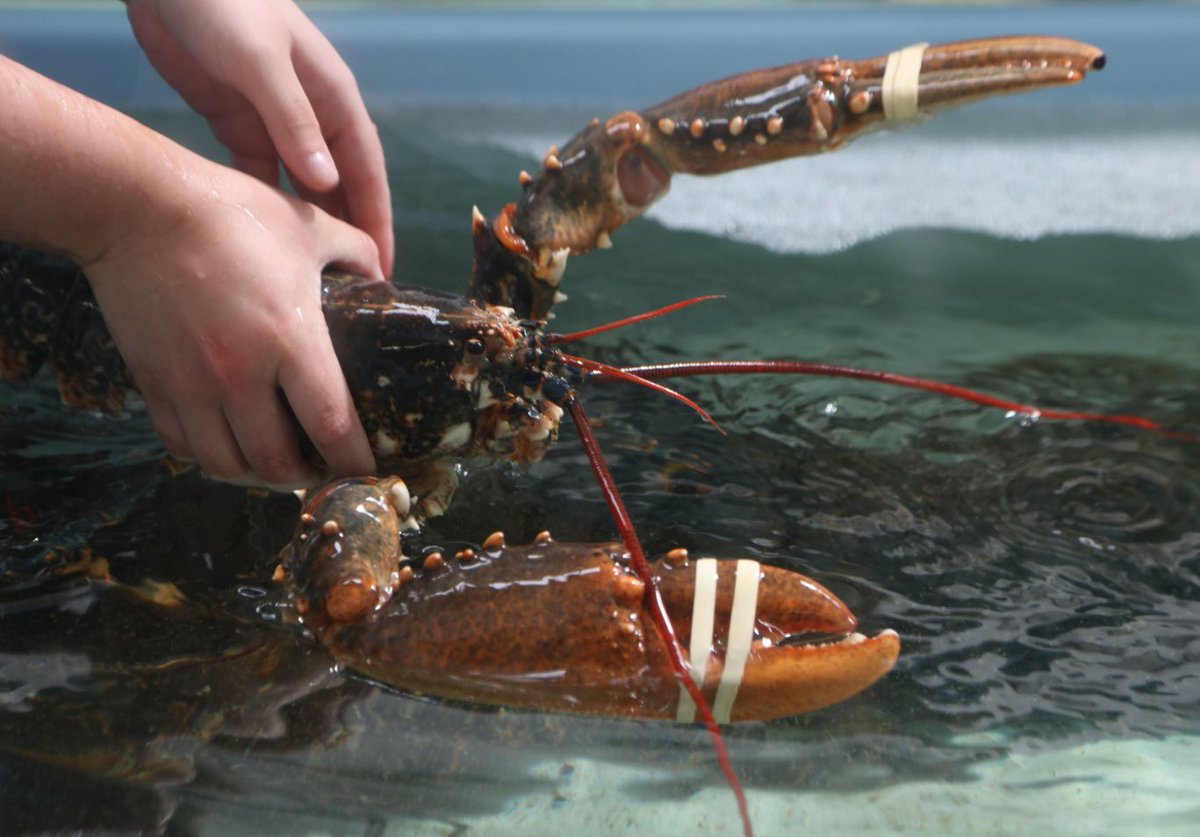 #66: Lobster The European high class looked at lobster as a delicacy, the middle class looked at it as a trash fish because it’s a bottom feeder. Freedmen loved it and the enslaved were only allowed to eat it only twice a week. Anything more was considered abuse.