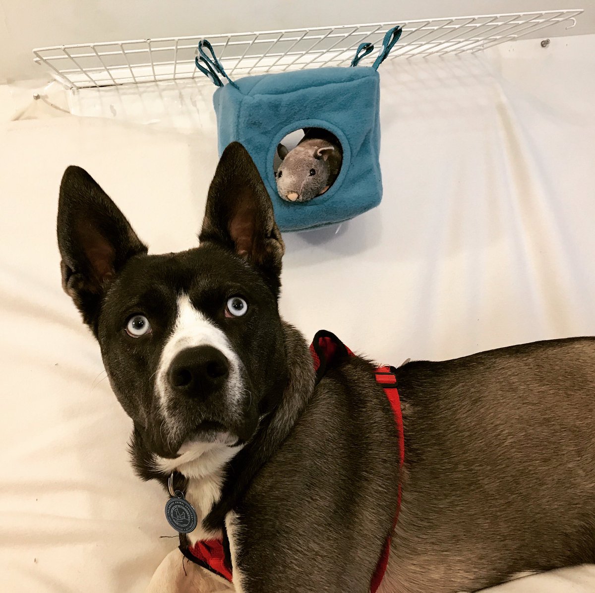 CozyCritterCrib's tweet photo. Broly wants to model the hammocks but I think he’s a little too big...
#hammock #rat #rathammock #cagesetup #etsyshop #etsy #etsystore #etsyshopowner #handmadeholidays #handmade #sewing #pets #petsofinstagram #smallbusiness #smallanimals #pocketpet #dog #SupportSmallBusinesses https://t.co/cIwHSUIwnI