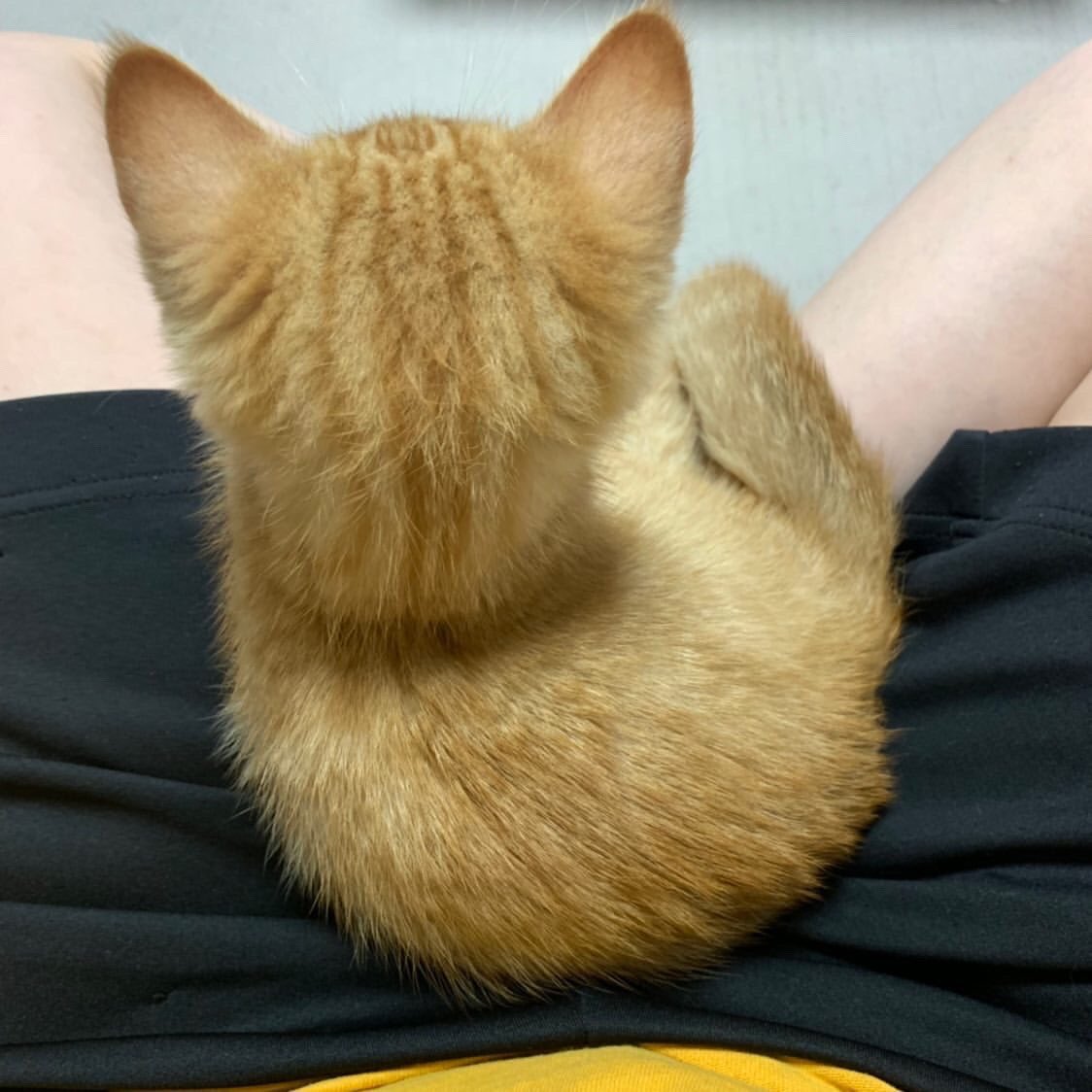 웃기냥 tweet media