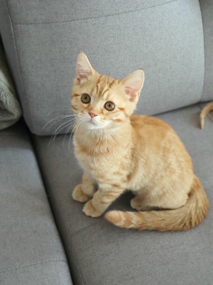 웃기냥 tweet media