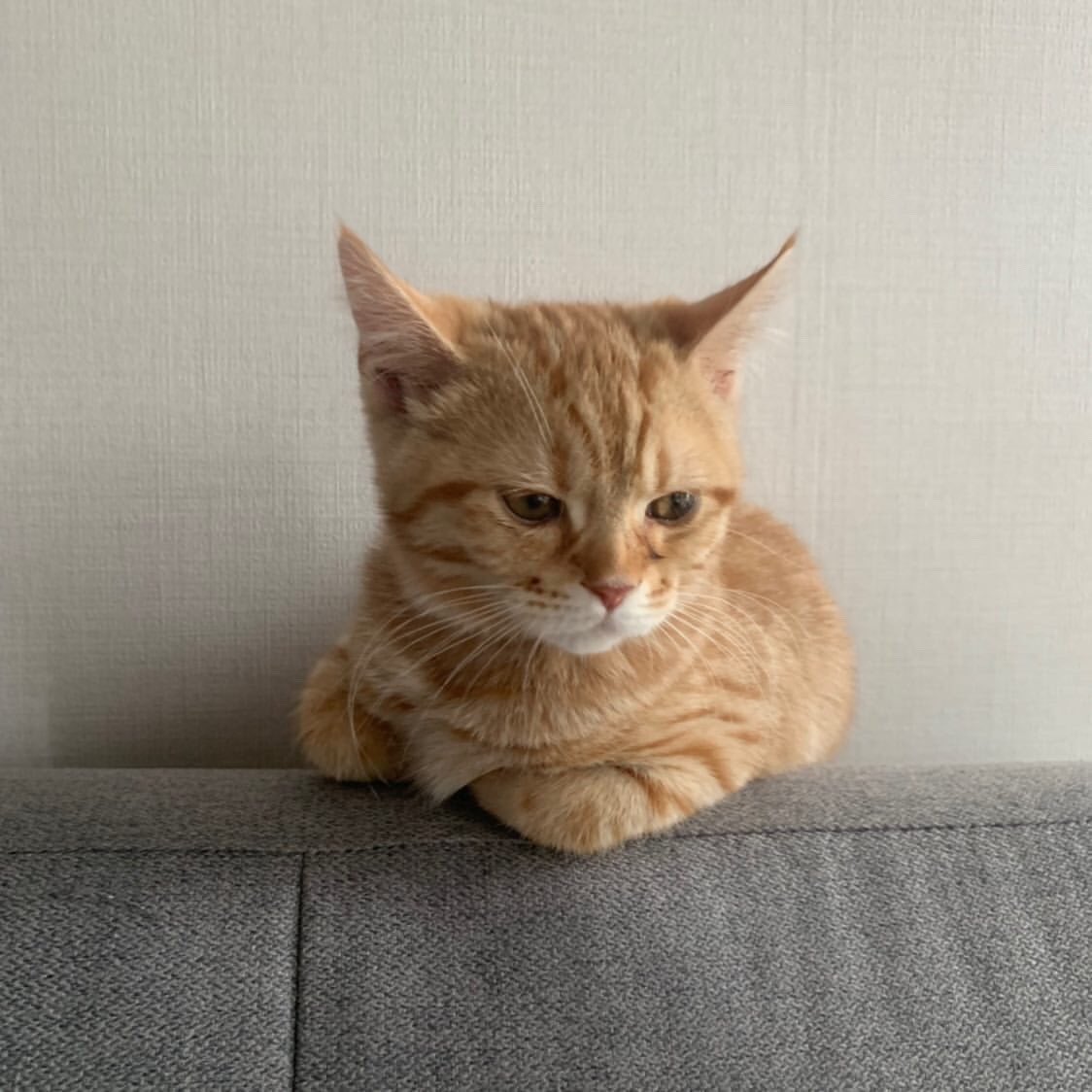 웃기냥 tweet media