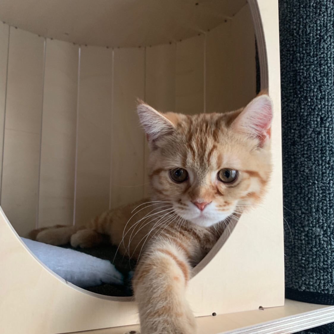 웃기냥 tweet media