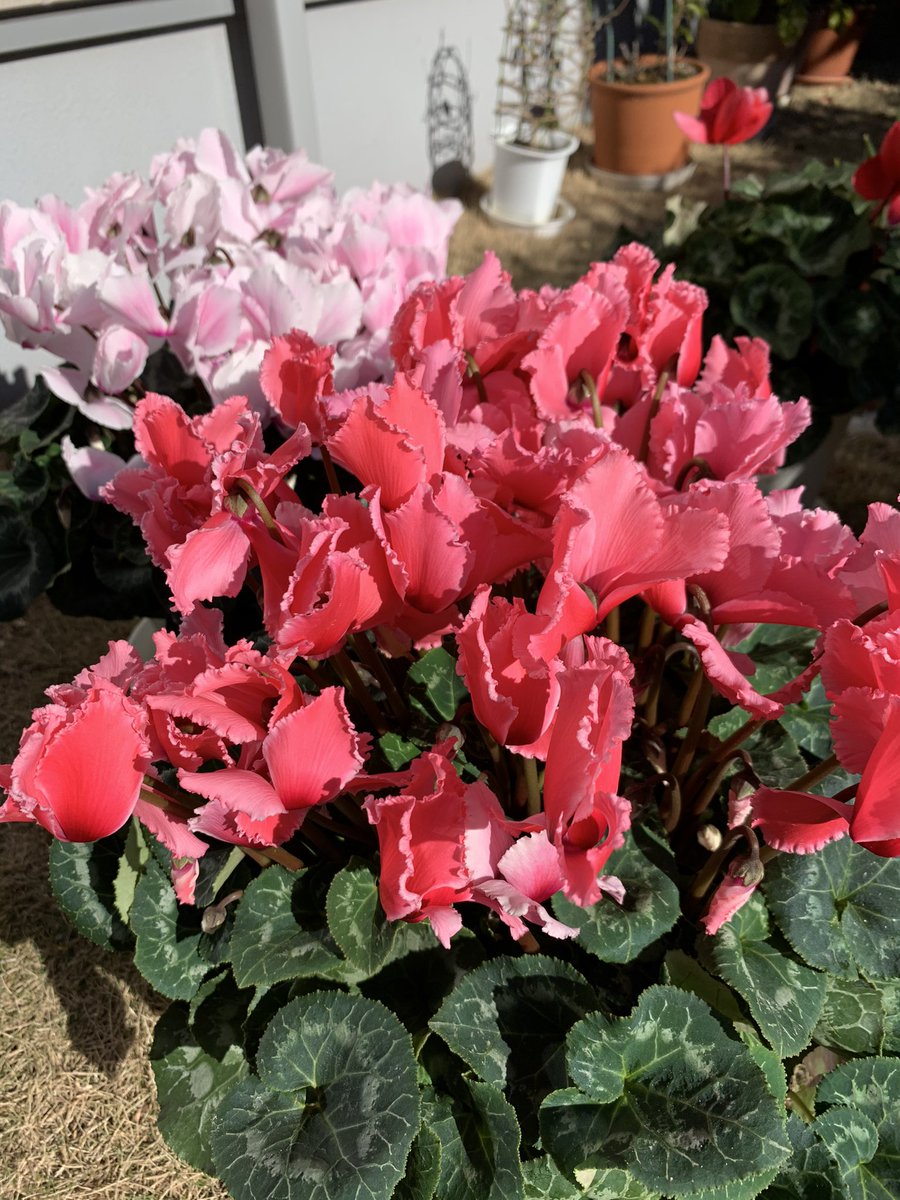 kazenokofutan's tweet image. この中から厳選して、この子達をお迎えしました‼️
どれも綺麗すぎて2、30分シクラメンとにらめっこ😆

#シクラメンの花