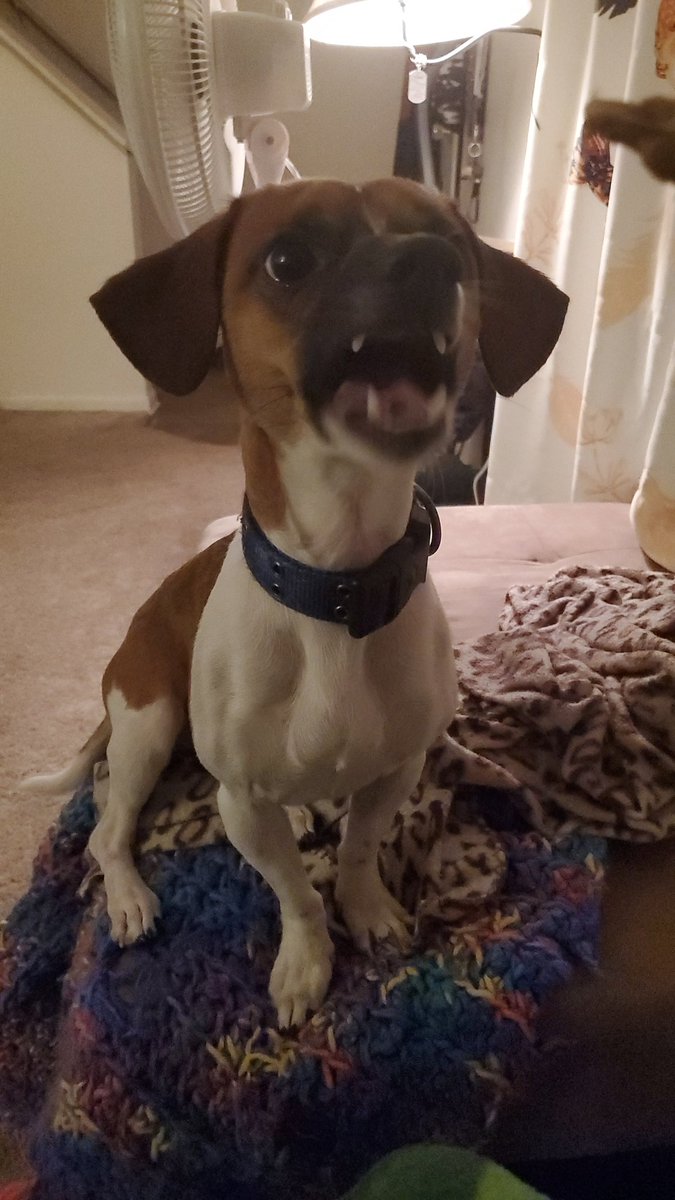 IAmGroot_2018's tweet photo. I love peanut butter! 
#treats #dogsoftwitter #dogs #dogsarefamily #therapydog #puppylove #smalldogbreeds #pets #furbabies https://t.co/d9injG1Yi5