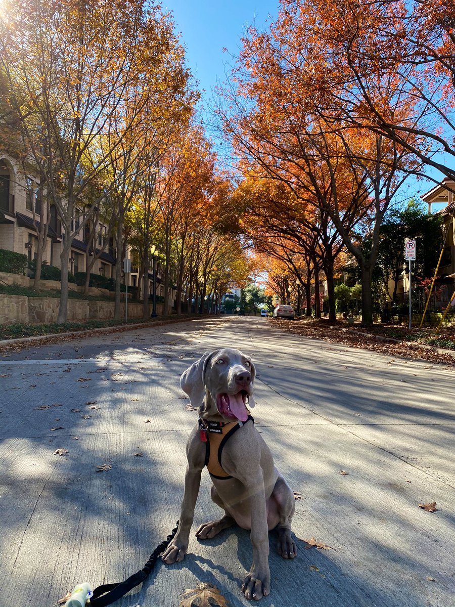 MeghanNiski's tweet photo. @dog_rates @budweiserusa #Pupweiser pick me, pick me! 👋🏻 https://t.co/72dIIoojRd