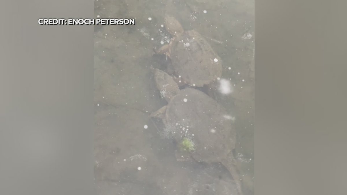WCCO's tweet photo. Ever wonder what turtles do over the winter? Thanks to a St. Paul man, now we know! WATCH: https://t.co/dqi0plfXzr https://t.co/F1JimT6SQo