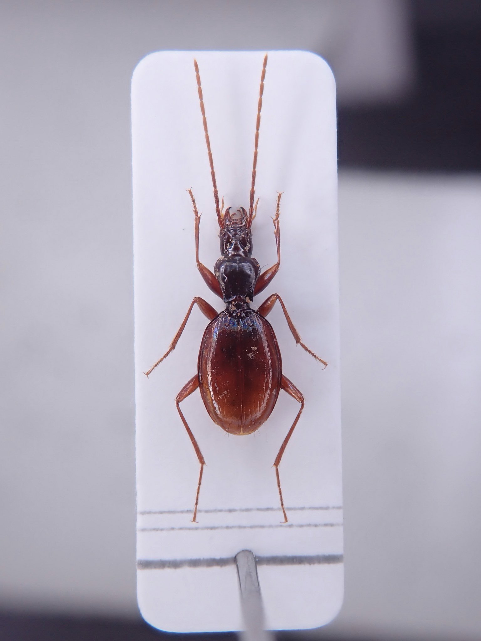 激安な ムコガワメクラチビゴミムシ ♂ 標本 標本