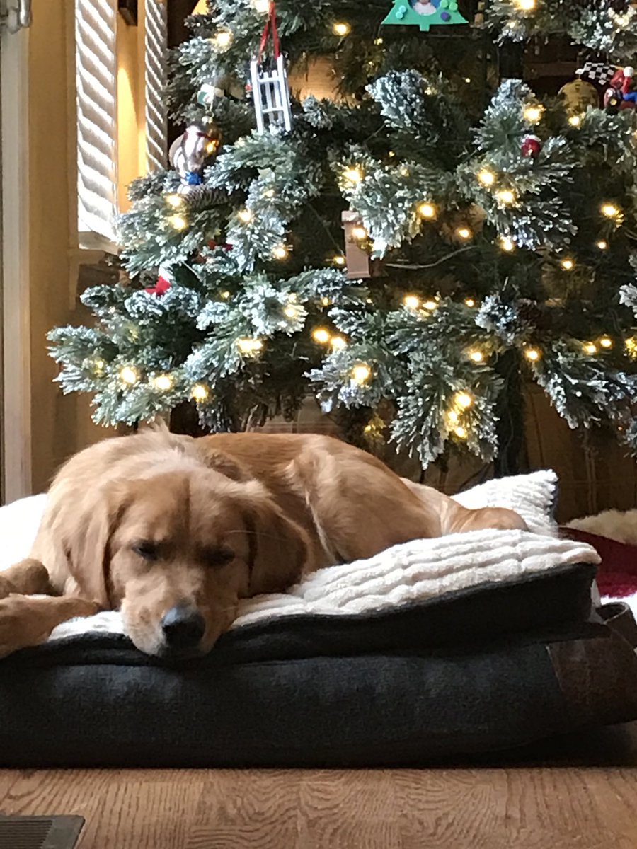 Kreecher213's tweet photo. @theHetal Christmas Photos of my dog :) https://t.co/TYbFNDdPsv