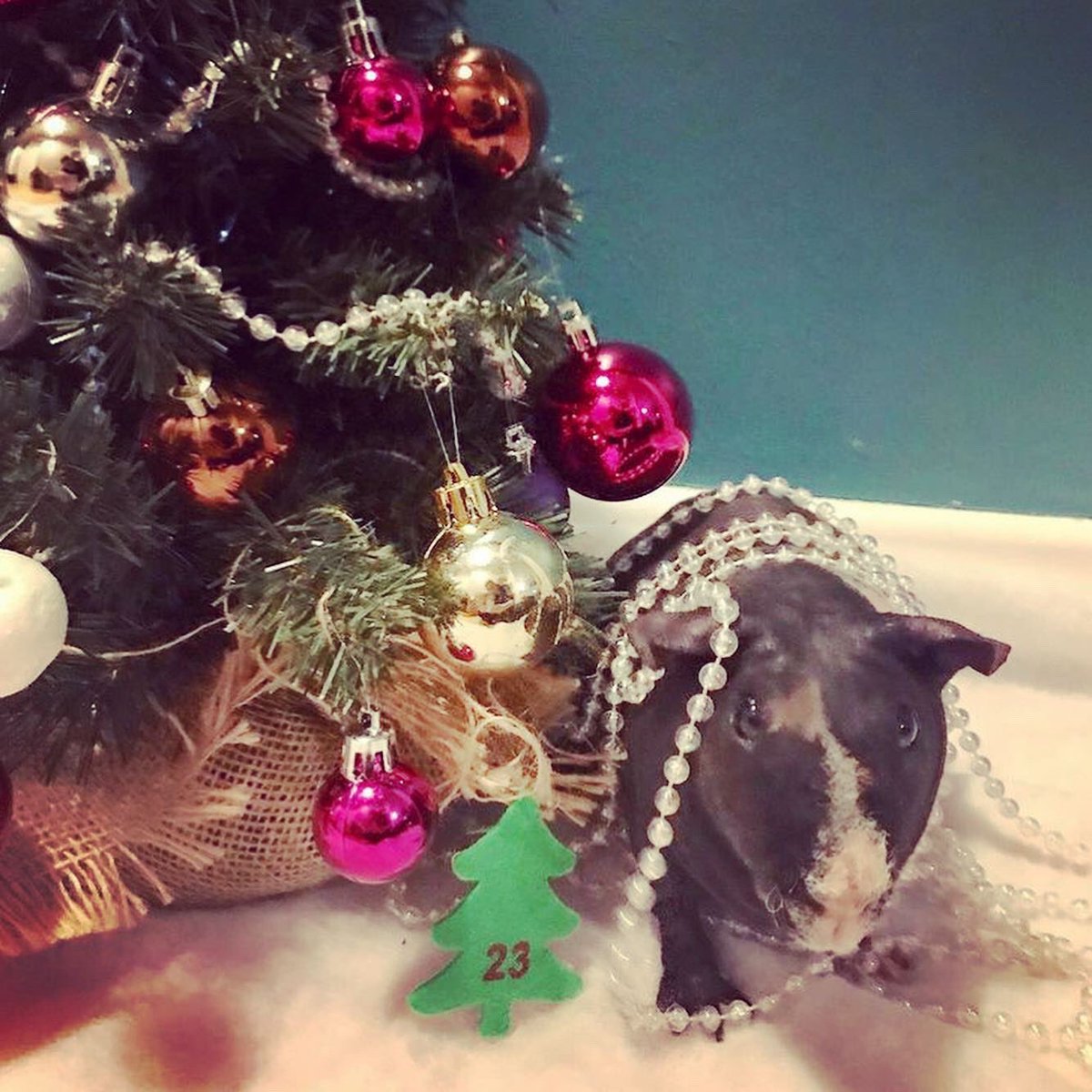 SwaggyZippy's tweet photo. Et voilà nous sommes le 23 décembre !! Noël est plus que proche ! #christmas #christmastree #xmas #merrychristmas #sapindenoël #sapin #decoration #decorationnoel #bouledenoel #guirlande  #december  #deco #decor #guineapig #cochondinde #cavy #cavylove #noel #pet #joyeuxnoel https://t.co/aOyVghcF5N