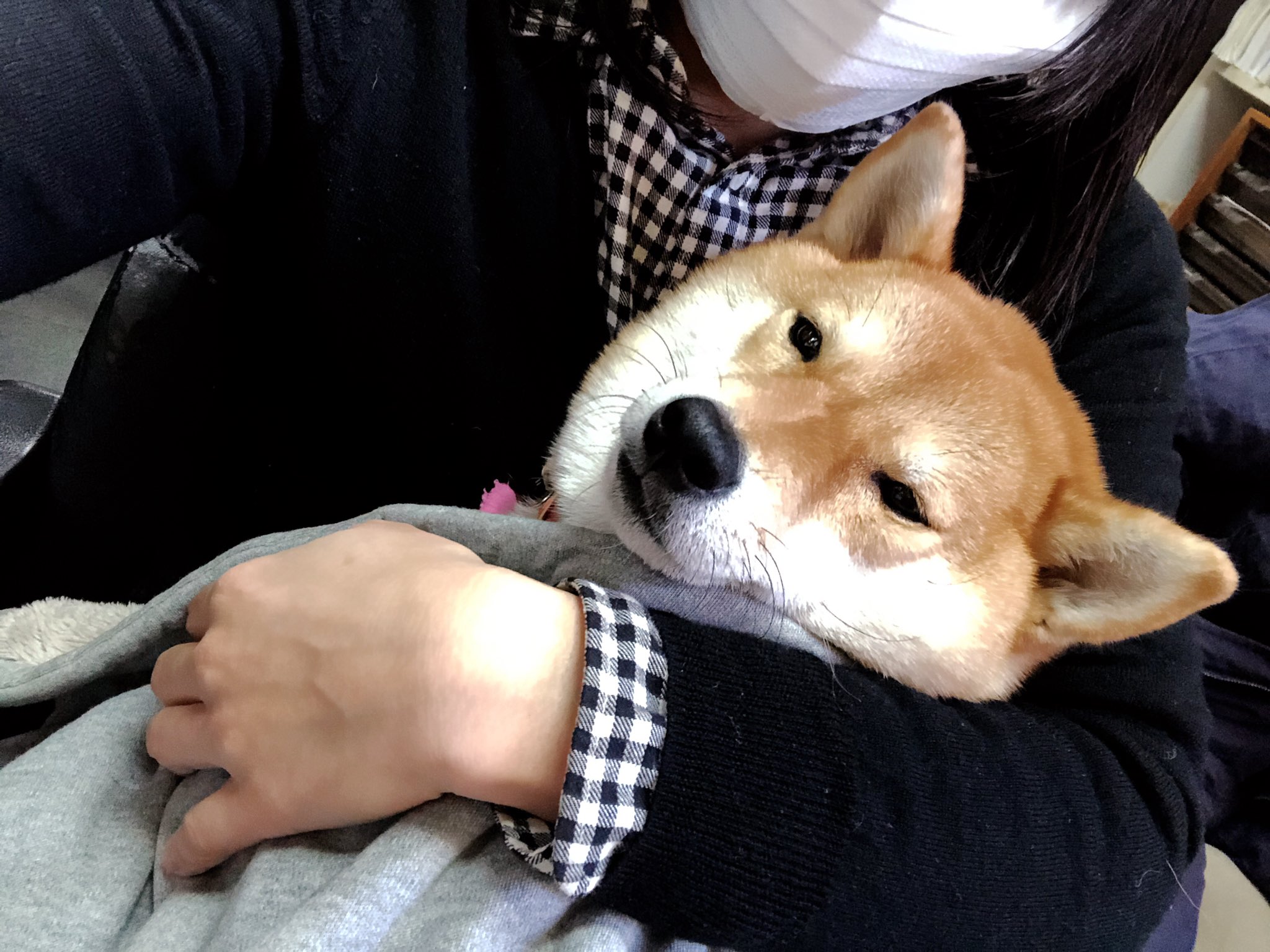 柴犬タップ 会社のメインpcが年末のこのクソ忙しい時期に壊れてしまったので 現実逃避のためイッヌとイチャイチャして気を紛らわせてる昼休憩 柴犬 私のpcは平常運転 T Co qcurgdsu Twitter