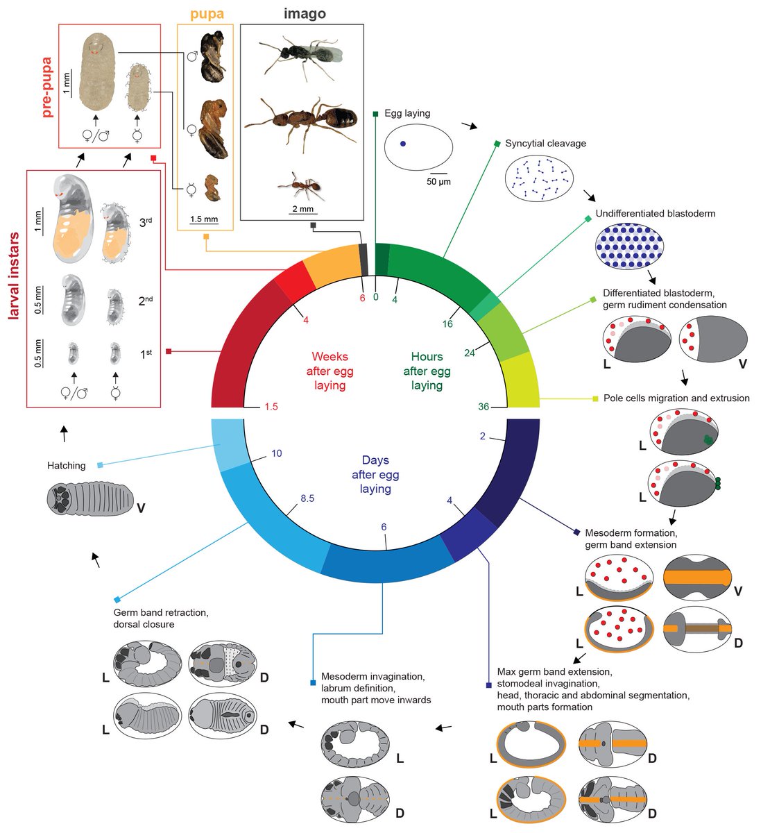 New preprint up on bioRvix! We compiled a full  #ontological series of  #development for  #Monomorium pharaonis - for all castes! Co-first authored with the amazing Luigi Pontieri and a great team with  @Rafiqi51  @ehab_abouheif, and Guojie Zhang 1/6 https://www.biorxiv.org/content/10.1101/2020.12.22.423970v1