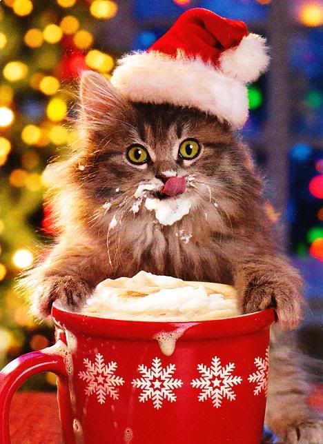 AzrealCode's tweet photo. Christmas is only a few days away. Then the new years hopefully next year I can get myself together.......ehh prolly not so here is a picture of a festive kitty https://t.co/N7Z1P2Y0Bh