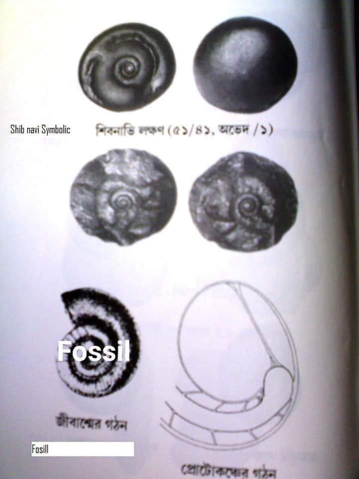 Such offenders inhabit hell until the end of creation" --- Siva to to his son Kamadev (Sri Hari-bhakti-vilasa: 5/436, 437 (Ref. Skanda Purana)Shaligram Shila are only to be found in Nepal. Shilas are 140 millions years old approx but it keeps forming till date.