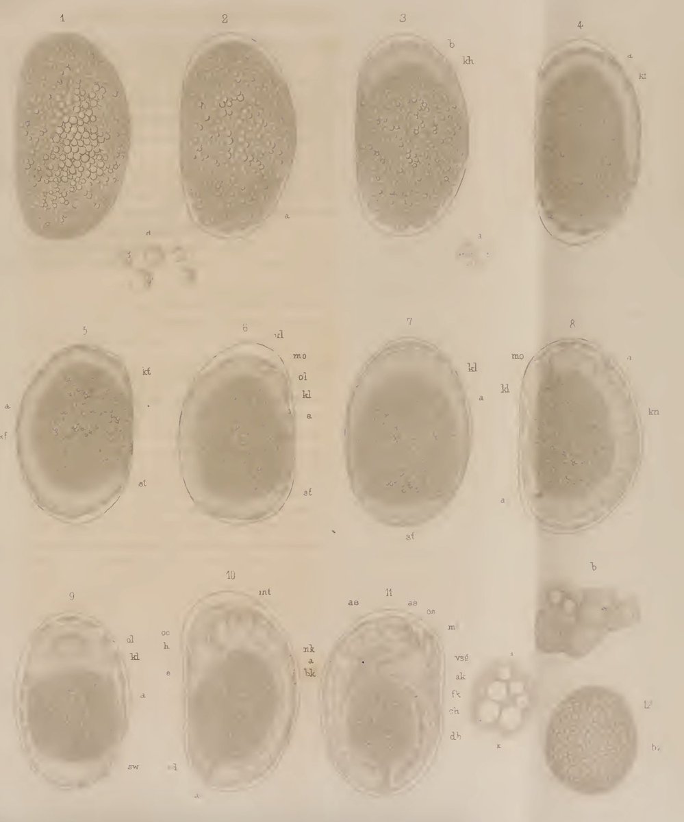 Prior to the  #modernsysnthesis and  #Hamilton's seminal papers, early studies of ants focused largely on their development w/ Dewitz 1878, Blochmann 1892, Hegner 1915, and Lilienstern 1932, just to name a few! One of the oldest embryonic series in ants was by Ganin in 1869 3/6