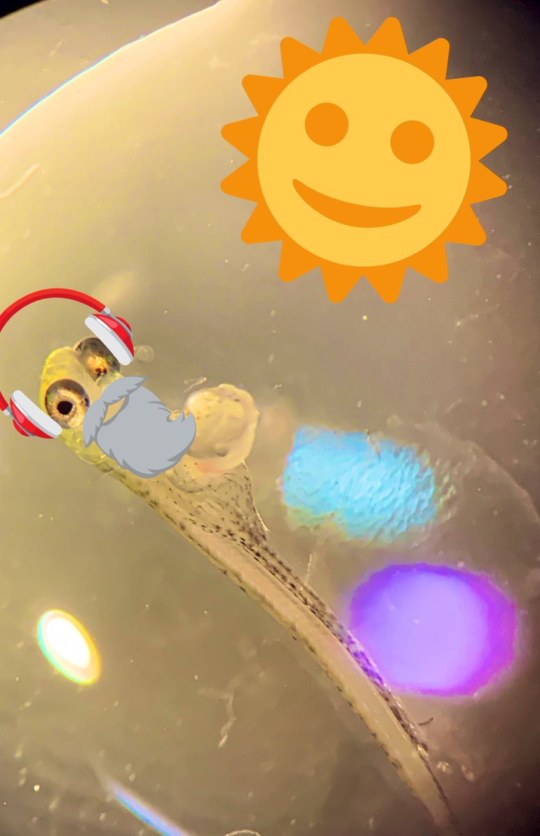 berry_fishy10's tweet photo. You better believe I’m about to spend my #CovidChristmas in the lab with my #GreatLakes #Cisco and #LakeWhitefish dancing away to some BackstreetBoys and T-Swifty 🐟☀️🎧 (it may not be a disco, but there will be dancing, UV-lights, and a lot of eggs hatching) Merry #Fishmass https://t.co/BBuREGaWPz