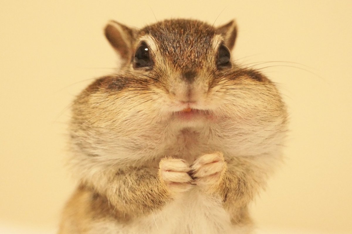 シマリスのソフィー Sophie Bikke Tod まるっと小動物展in福岡 シマリスも混ぜておくれ 頬袋パンパン選手権 T Co Aqbgojpvow Twitter シマリスのソフィー Sophie Bikke Tod まるっと小動物展in福岡 シマリスも混ぜておくれ 頬袋パンパン選手権 T Co Aqbgojpvow Twitter