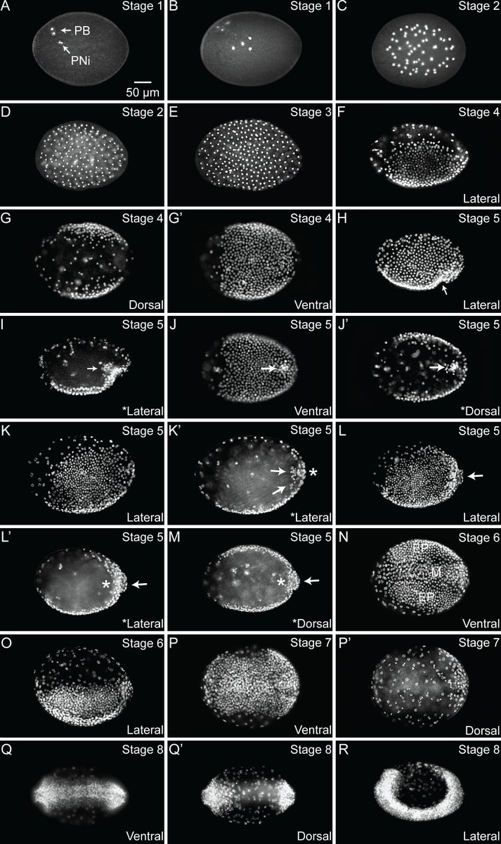 We used  #liveimaging,  #fluorescent and  #light microscopy, a  #germline marker and  #2Dmorphometrics to characterize embryonic, larval, and pupal development. We matched M. pharaonis embryonic developmental stages to 17 described in Drosophila and 3 larval instars. 5/6