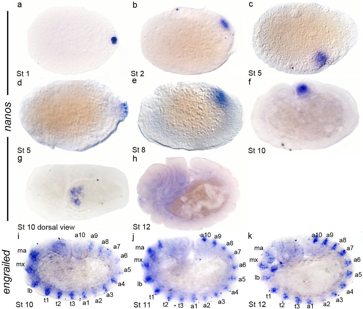 We used  #liveimaging,  #fluorescent and  #light microscopy, a  #germline marker and  #2Dmorphometrics to characterize embryonic, larval, and pupal development. We matched M. pharaonis embryonic developmental stages to 17 described in Drosophila and 3 larval instars. 5/6