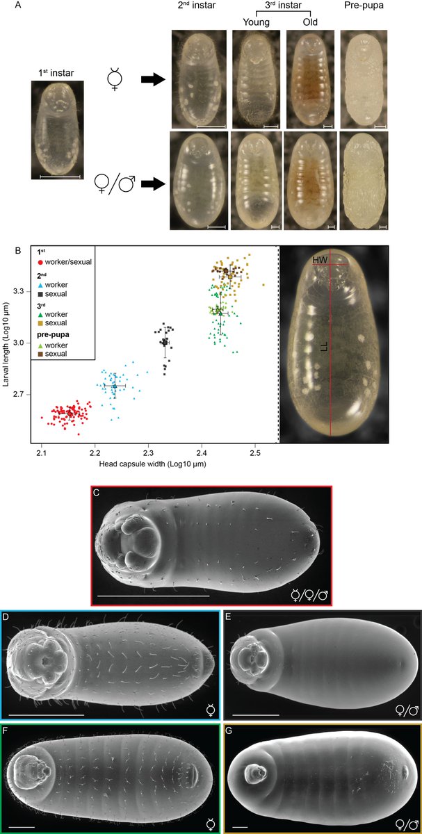 We used  #liveimaging,  #fluorescent and  #light microscopy, a  #germline marker and  #2Dmorphometrics to characterize embryonic, larval, and pupal development. We matched M. pharaonis embryonic developmental stages to 17 described in Drosophila and 3 larval instars. 5/6