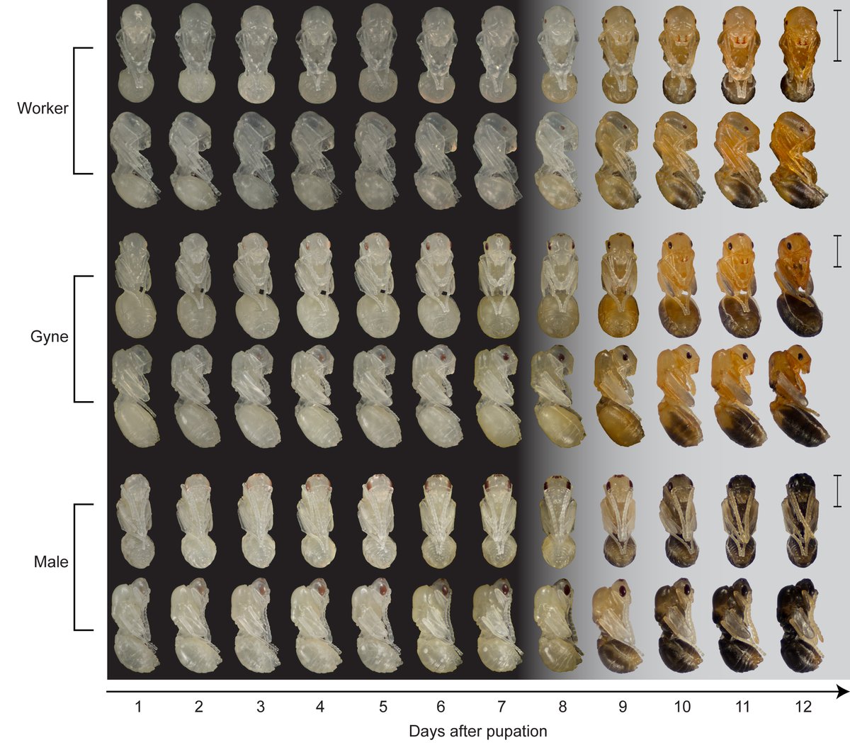 We used  #liveimaging,  #fluorescent and  #light microscopy, a  #germline marker and  #2Dmorphometrics to characterize embryonic, larval, and pupal development. We matched M. pharaonis embryonic developmental stages to 17 described in Drosophila and 3 larval instars. 5/6