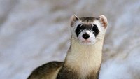 Ferrets4Elaina's tweet photo. Uh oh, almost forgot, don't worry this little dude reminded me @Elaina_Exe https://t.co/f4AlhkD7BL