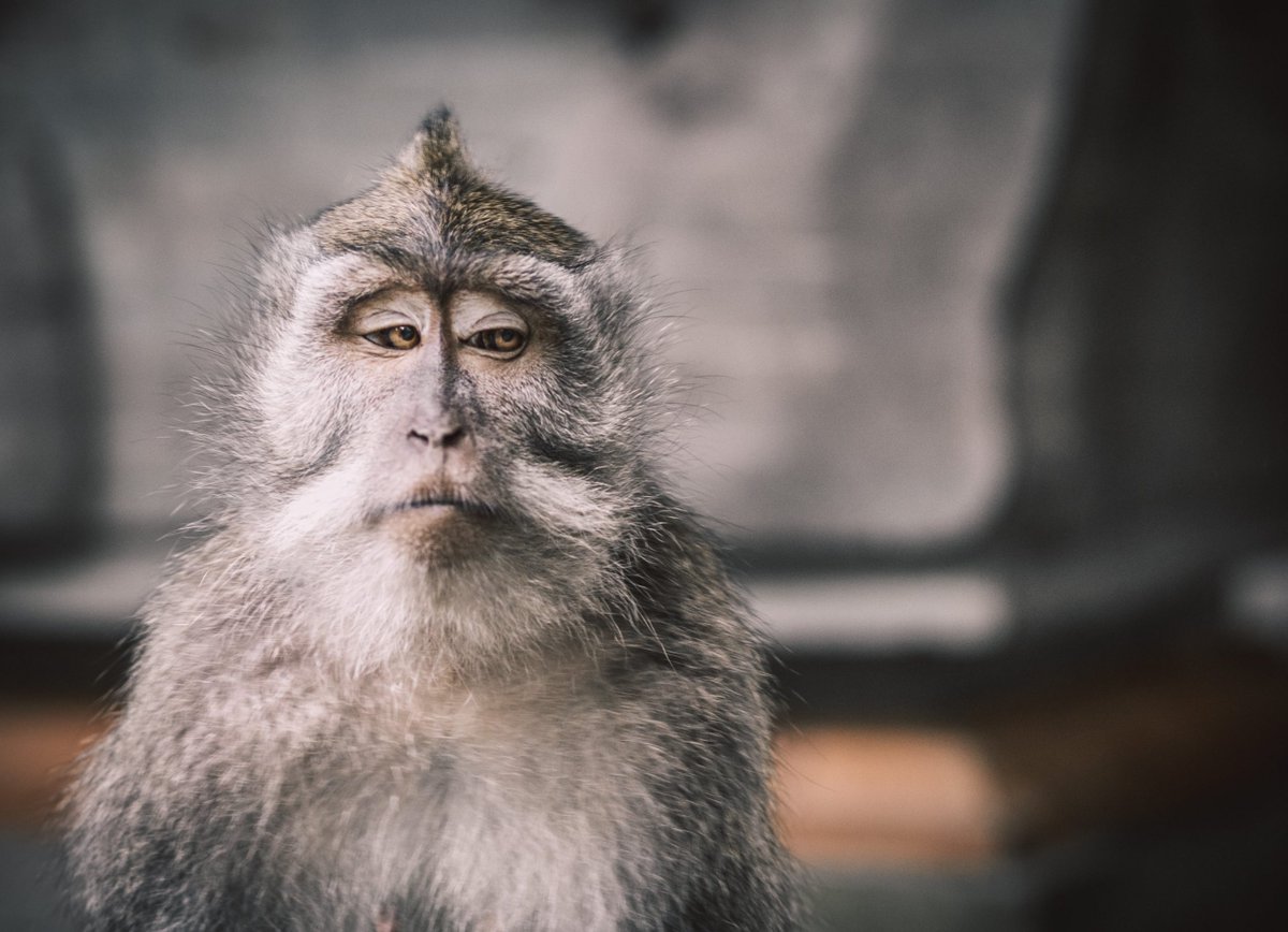 bookingtogo's tweet photo. Post Baru: "#Monkey Forest #Ubud #Bali - Info Daya Tarik, Harga ..."
Url: https://t.co/dWQDXk63e1
Tags: #Backtonature #Baliisland #Monkeyforestbali #Monkeyforestubud #Monkeyforestubudbali #Nature #Objekwisatabali #Pesonaindonesia #Wisatabali #Wisataubud #Wonderfulindonesia https://t.co/58EmpZYgU8
