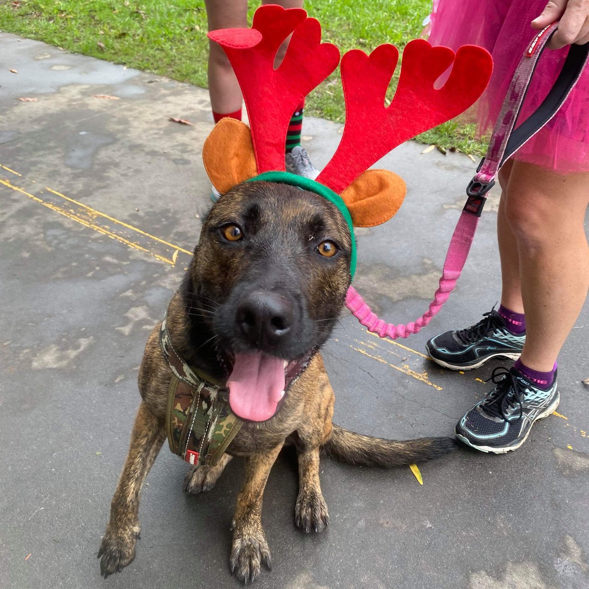 pineappledebbie's tweet photo. @dog_rates @bestfriends @Trupanion This is Nala. She did a Christmassy 5k run with friends! https://t.co/xJcOsFHCX4