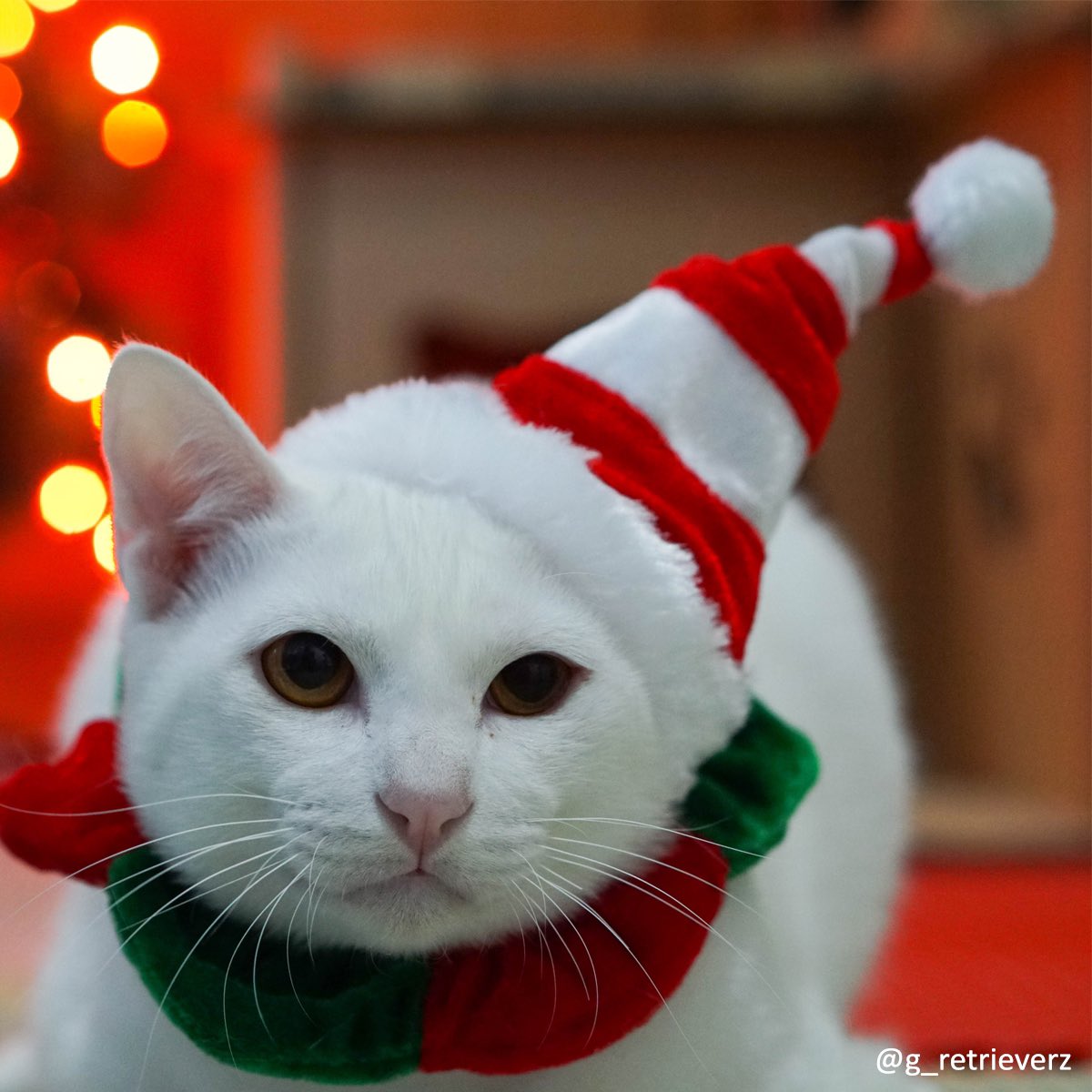 G_Retrieverz's tweet photo. 🎄 #CatsOfTwitter #cat https://t.co/Uv4QYYNOmw