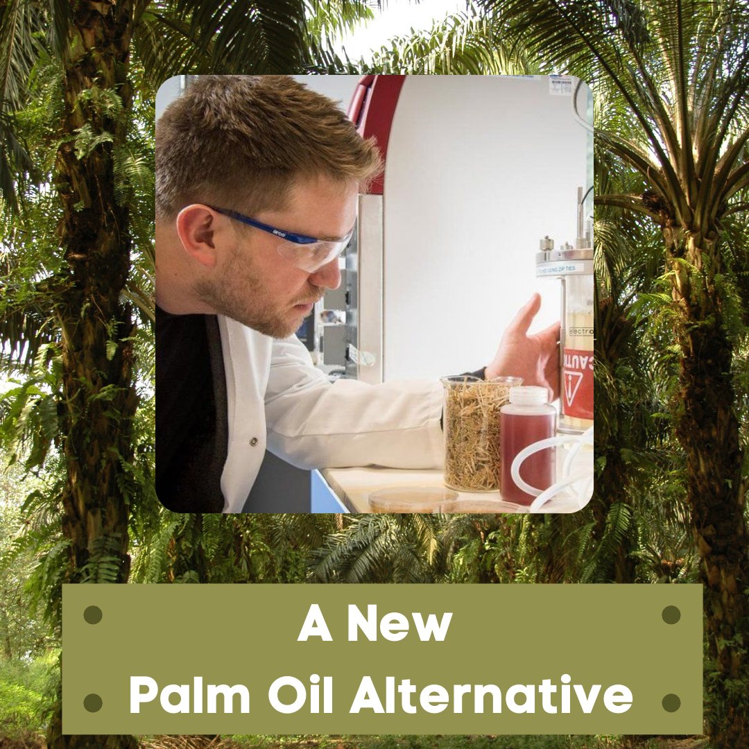 A big #christmasgift is coming from New York City-based startup #C16Biosciences who is working to develop a synthetic alternative to #palmoil with similar chemical and functional properties to the original!​ 👩‍🔬 A huge step in #protectingourplanet bbc.in/3mC41Jm