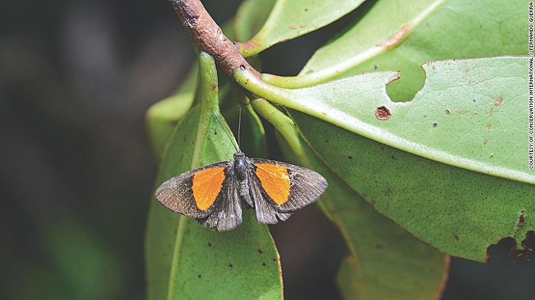 cnni's tweet photo. Scientists have announced the discovery of 20 new species in the Bolivian Andes, as well as sightings of plants and animals not seen for decades. https://t.co/t7sTSXKPpY https://t.co/UORnQ5e9lt