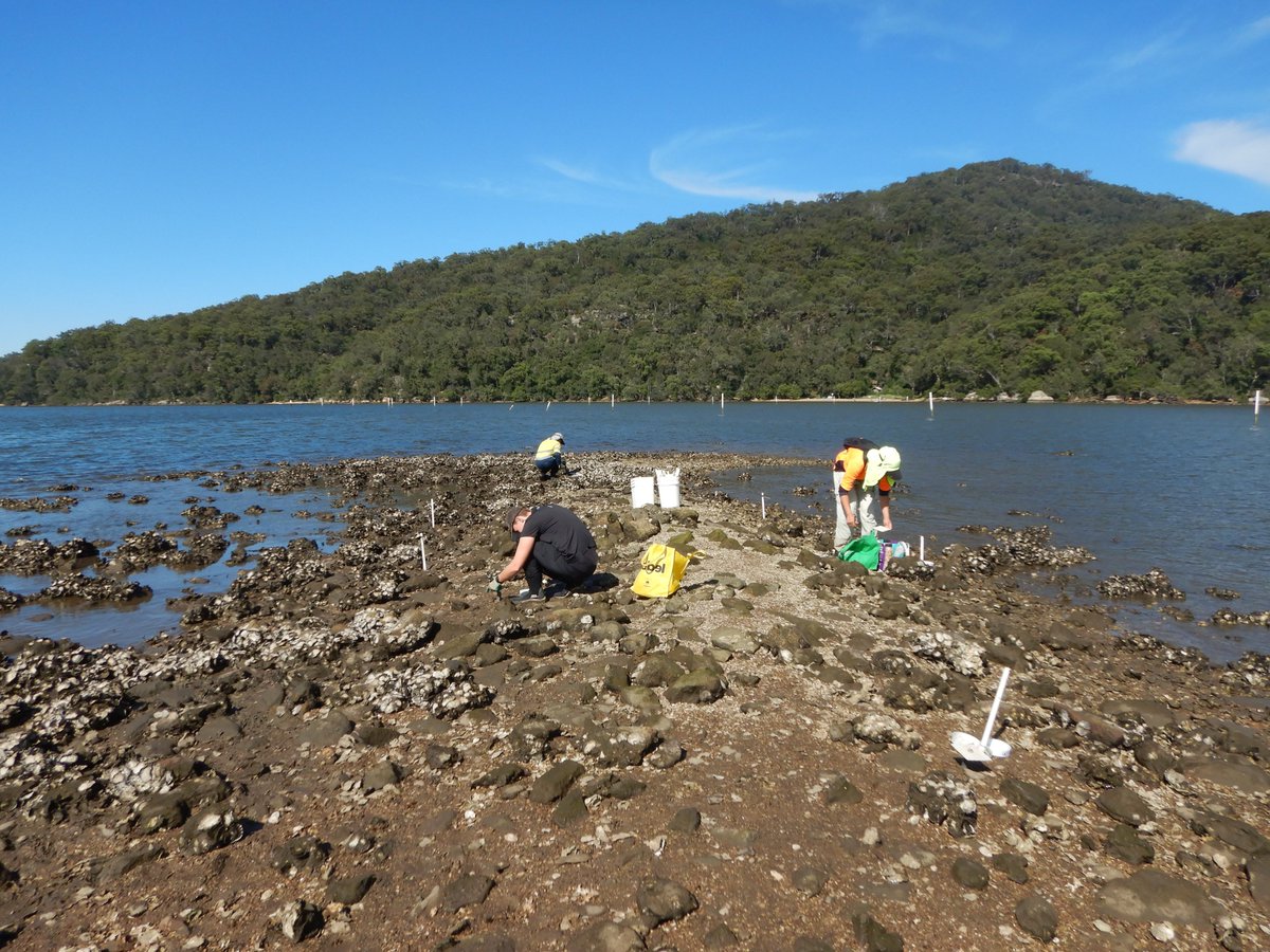 rickcleong's tweet photo. It's the Final Countdown...cue Europe's keyboard riffs🎹! Completed my final fieldwork for 2020 today @#HawkesburyRiver for my final #PhDchapter! Couldn't have done it w/o #GUS, @katie_erick, #ChrisRoberts & his partner's help. 😇@harbourprogram @unswbees @SydneyMarine @DR_GRIB https://t.co/r4YFDj8sCS