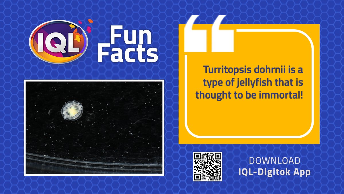 TokDigi's tweet photo. Turritopsis dohrnii can transform back into a colony of polyps that are individual organisms. As it ages, it eventually settles onto the sea floor and become polyps which in turn spawn new, genetically identical jellyfish. https://t.co/2eeApuKweL