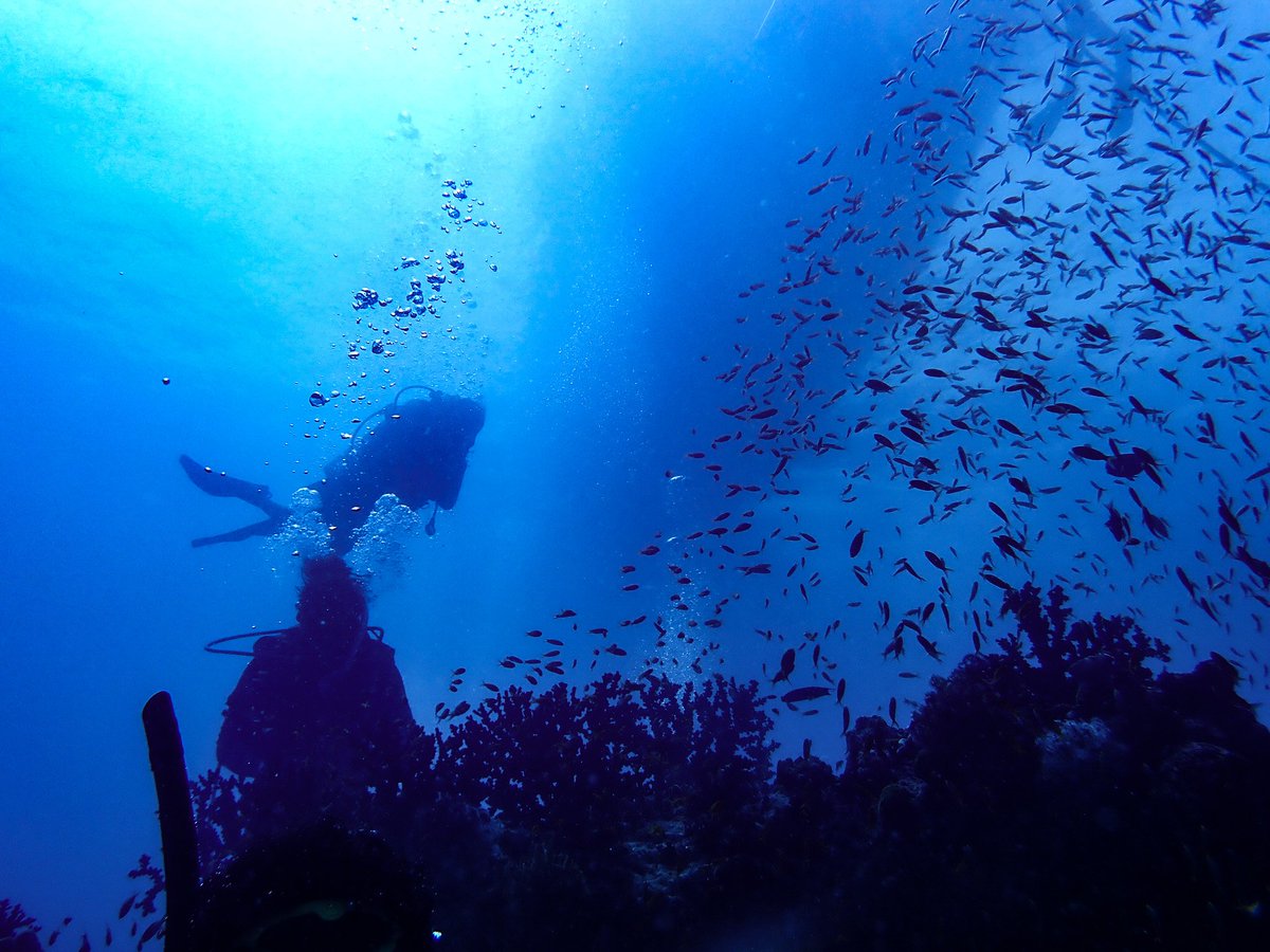 DiveDesk's tweet photo. Let the sea set you free 💙
📸 IG'er @divechillz 

#padi #scubadivers #seekadventure #maldives #divedesk #happybubbles https://t.co/jiS3iYDALD