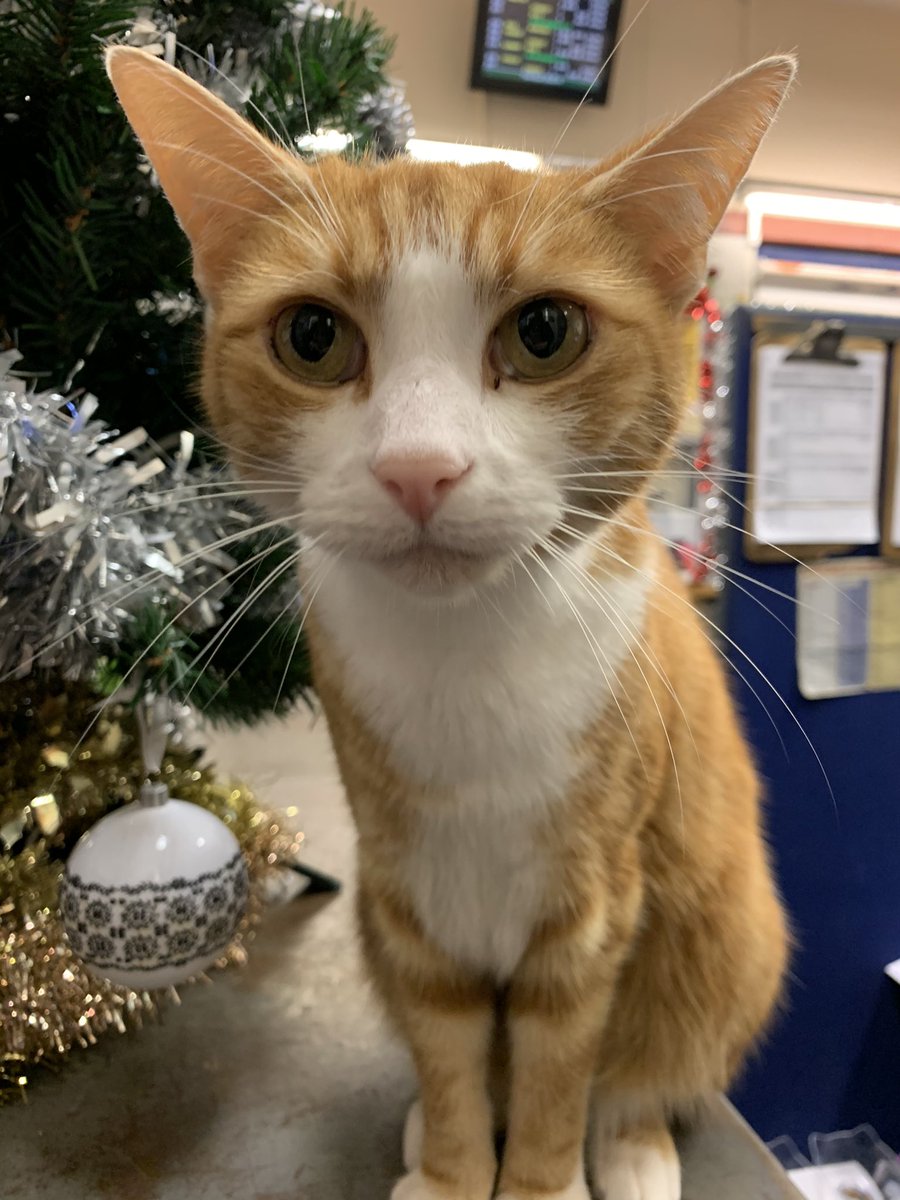 TheStourbridge's tweet photo. Well hello &amp; welcome to whiskers Wednesday 

Don't let a bad day make you feel like you have a bad life. 
Today is a whole new day full of new opportunities 
* And fresh new ways to blag 3 breakfasts 

#CatsOfTwitter #cats #wednesdaythought https://t.co/5pL0583rpj
